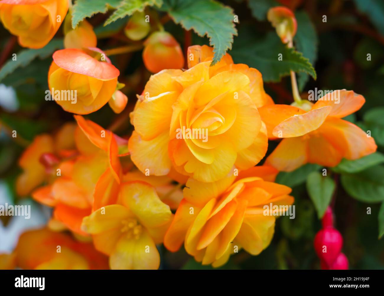 close up of a Begonia Illumination Apricot Shades x tuberhybrida flower in late autumn bloom Stock Photo