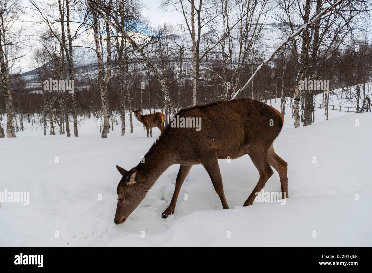 A red deer and her fawn, Cervus elaphus, foraging. Polar Park, Bardu, Troms, Norway. Stock Photo