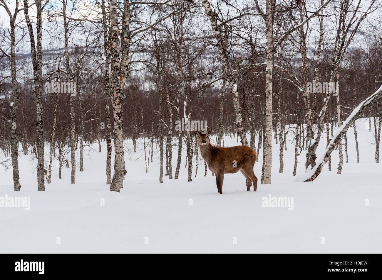Portrait of a red deer, Cervus elaphus, looking at the camera. Polar Park, Bardu, Troms, Norway. Stock Photo