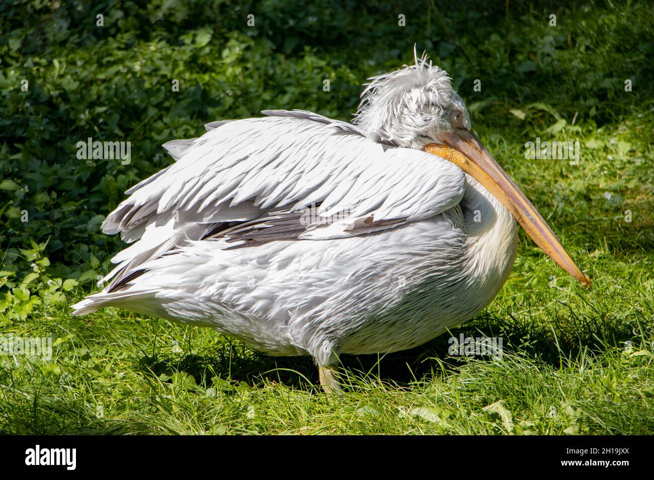 The Dalmatian pelican (Pelecanus crispus) on a green grass. Stock Photo
