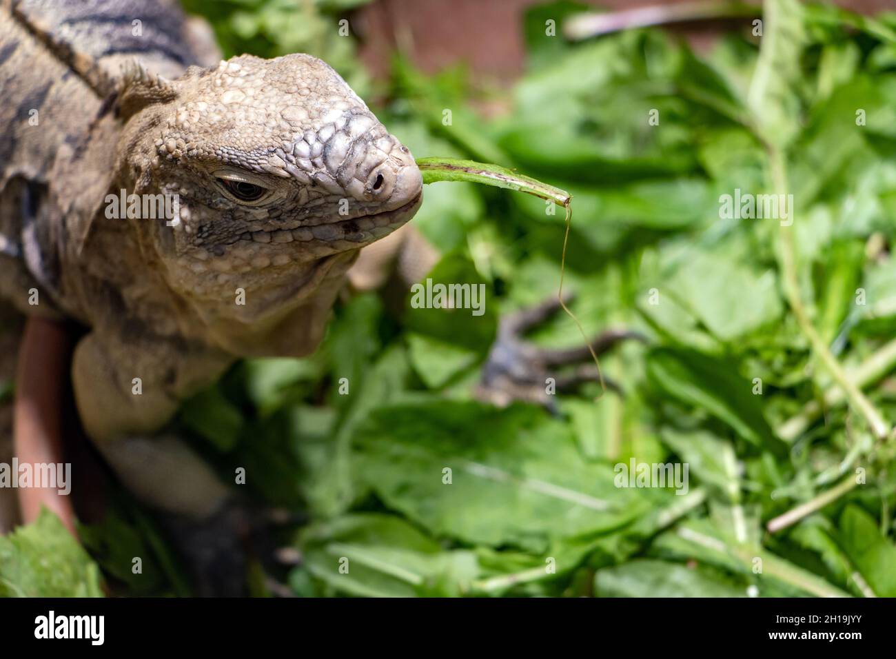 The Cuban rock iguana - Cuban ground iguana (Cyclura nubila) is feeding a green plant from a bowl Stock Photo