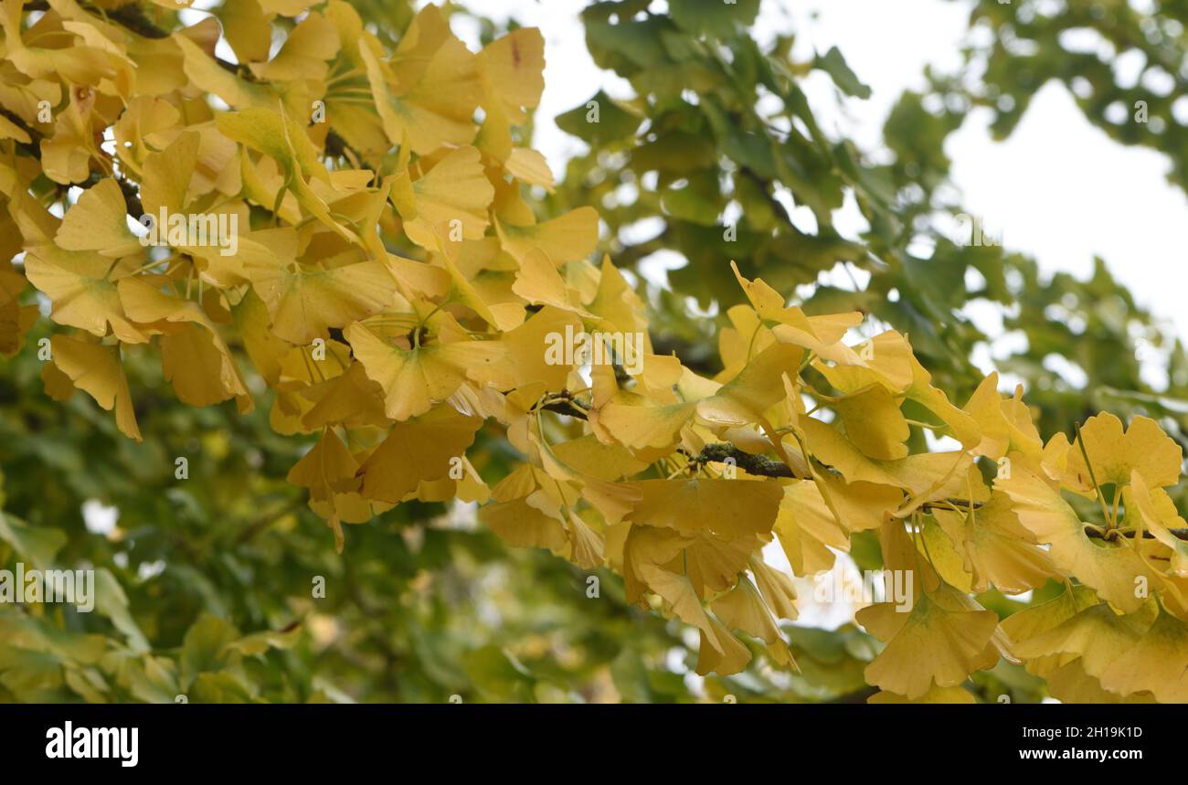 Yellow autumn leaves of a ginkgo tree (Ginkgo biloba). Haywards Heath