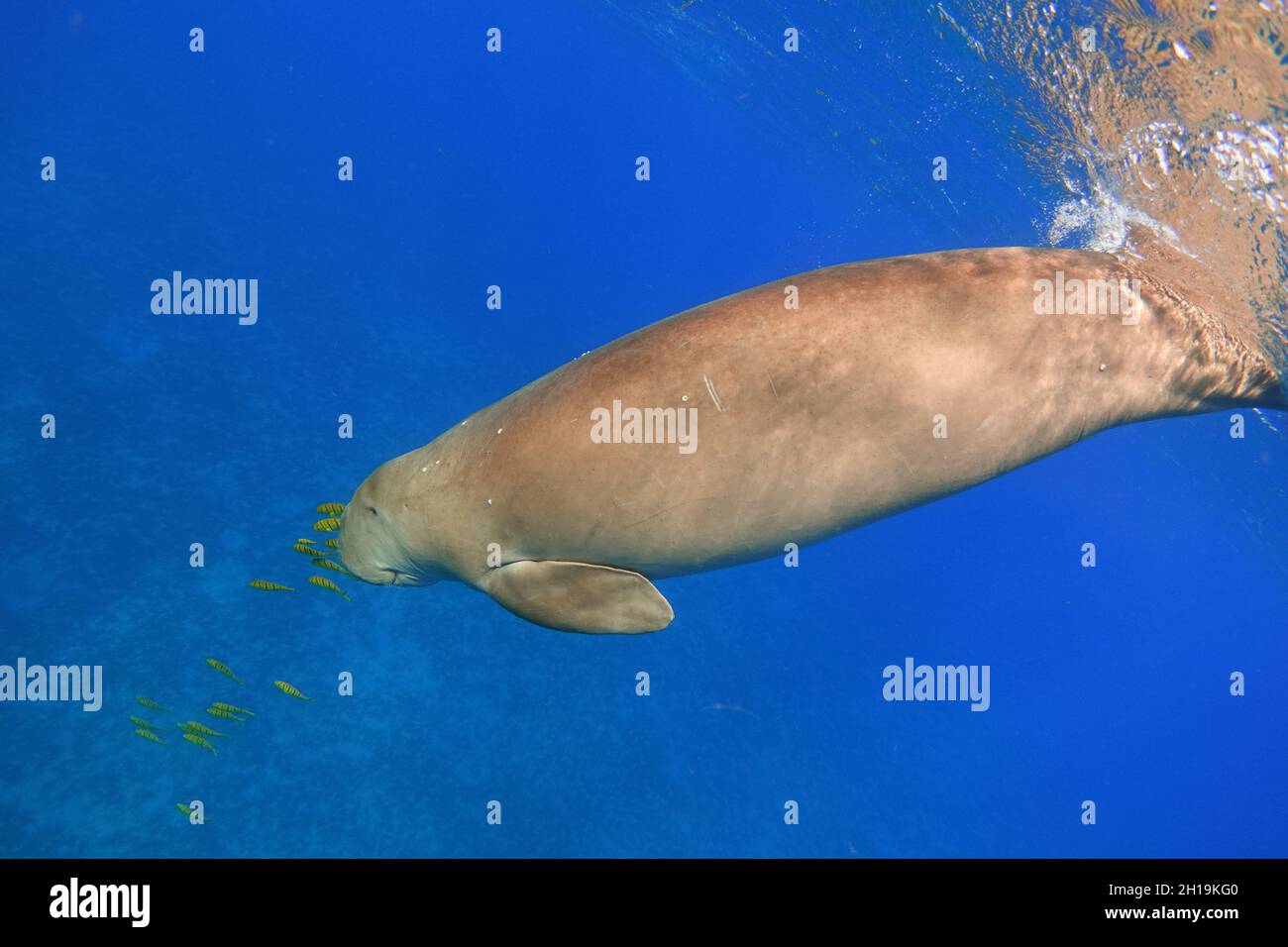 Dugong diving from the sea surface. Sea cow (Dugong dugon Stock Photo