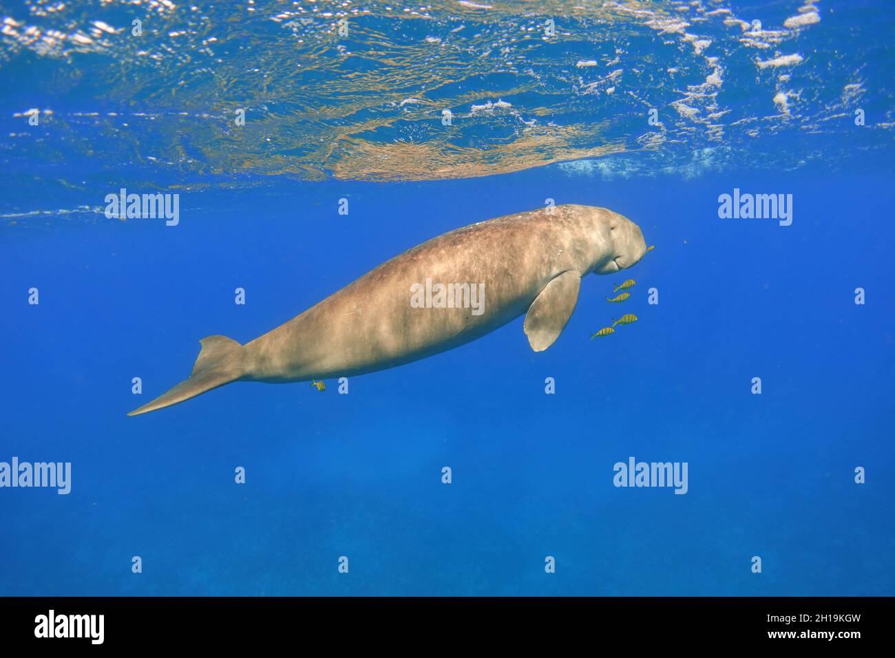 Dugong swimming in the blue sea. Sea cow (Dugong dugon Stock Photo - Alamy Dugong swimming in the blue sea. Sea cow (Dugong dugon Stock Photo - Alamy