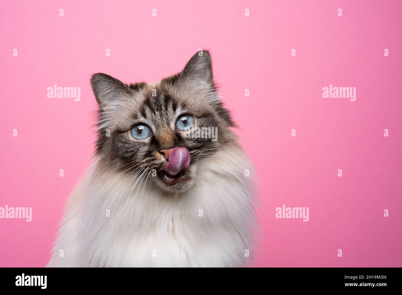 hungry seal point tabby birman cat licking lips on pink background