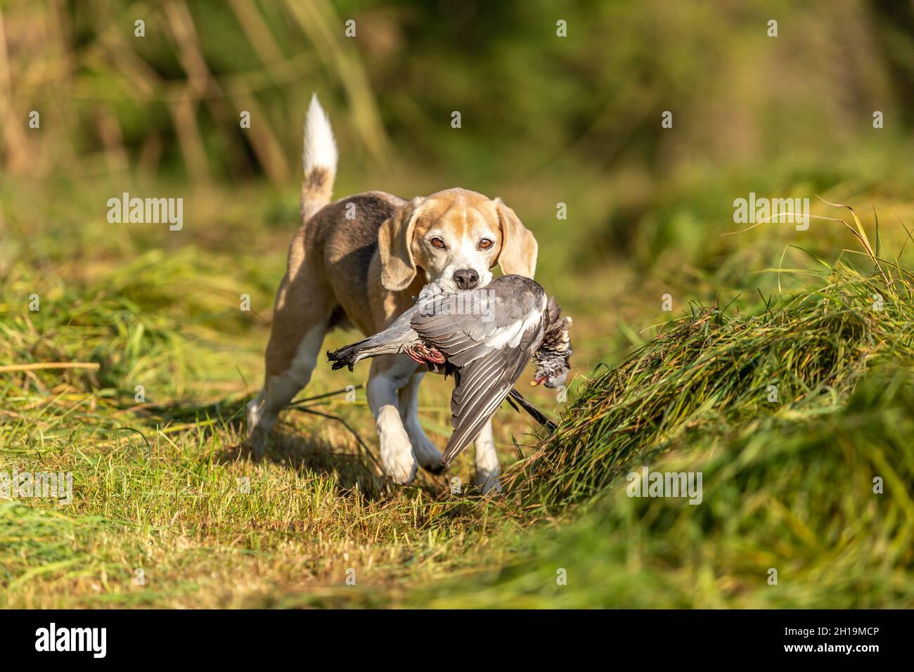Beagle bird dog portrait hi res stock photography and images Alamy