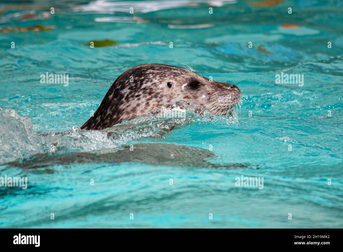 Harbor seal. Mammal and mammals. Water world and fauna. Wildlife and