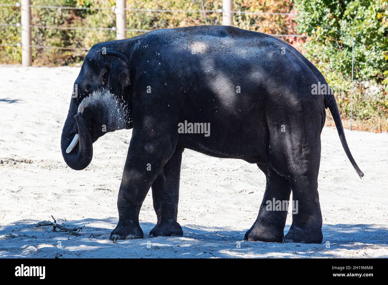 Asian fauna hi-res stock photography and images - Alamy