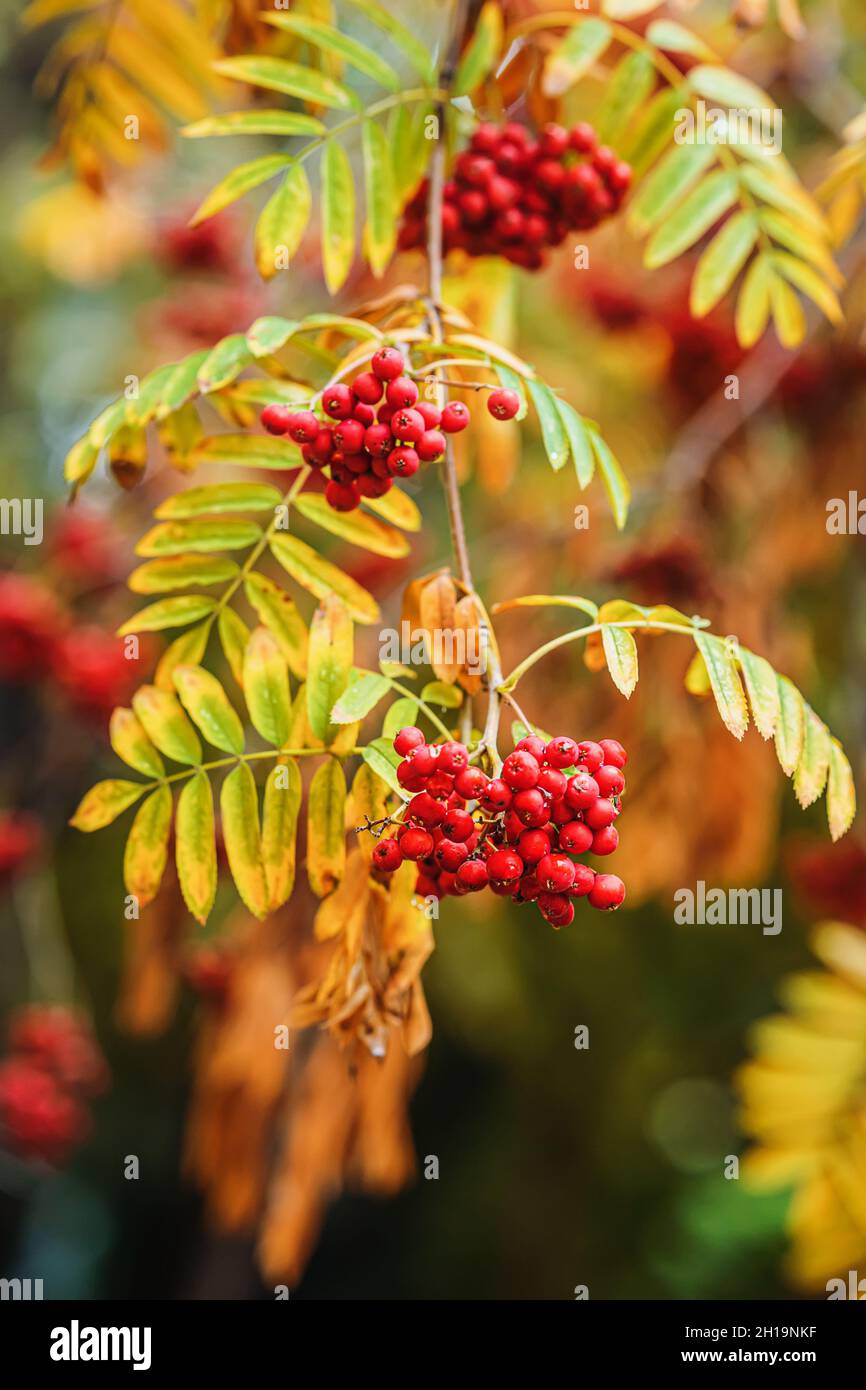 Scarlet rowan hi-res stock photography and images - Alamy
