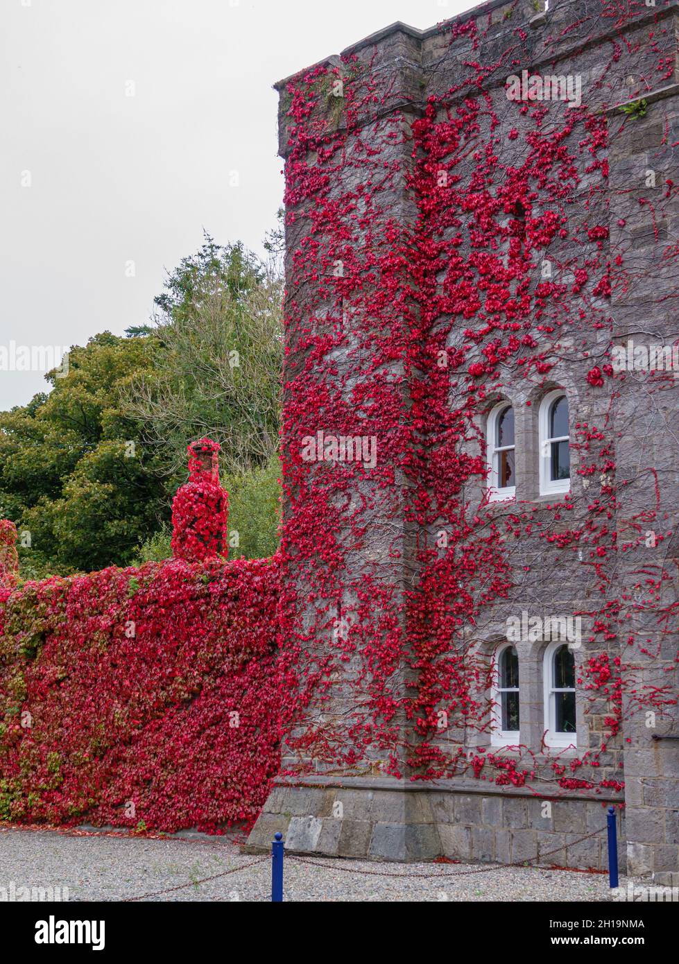 Virginia creeper (Parthenocissus quinquefolia) climbing the walls of Penrhyn Castle, a country house in Llandygai Bangor Wales UK Stock Photo