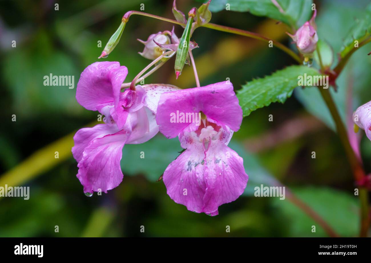 Himalayan balsam flower (Impatiens glandulifera) aka policeman's helmet, bobby tops, copper tops, gnome's hatstand and kiss-me-on-the-mountain Stock Photo