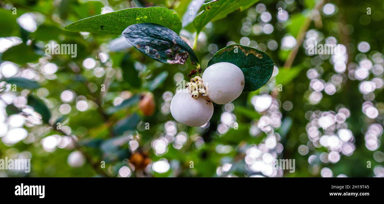 close up of a common snowberry (Symphoricarpos Albus) with with white berries Stock Photo