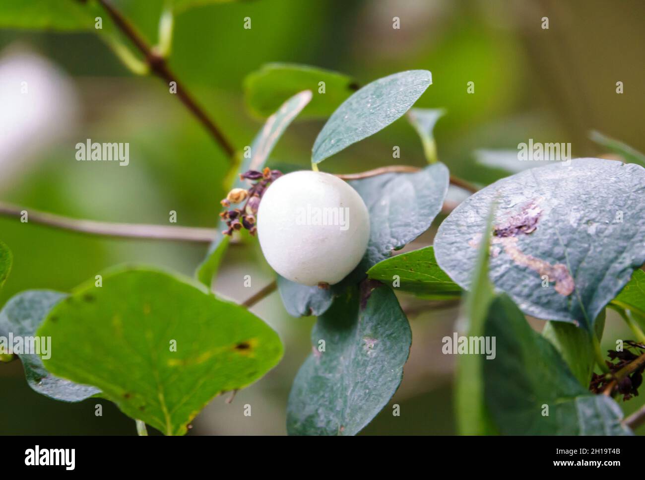 close up of a common snowberry (Symphoricarpos Albus) with with white berries Stock Photo