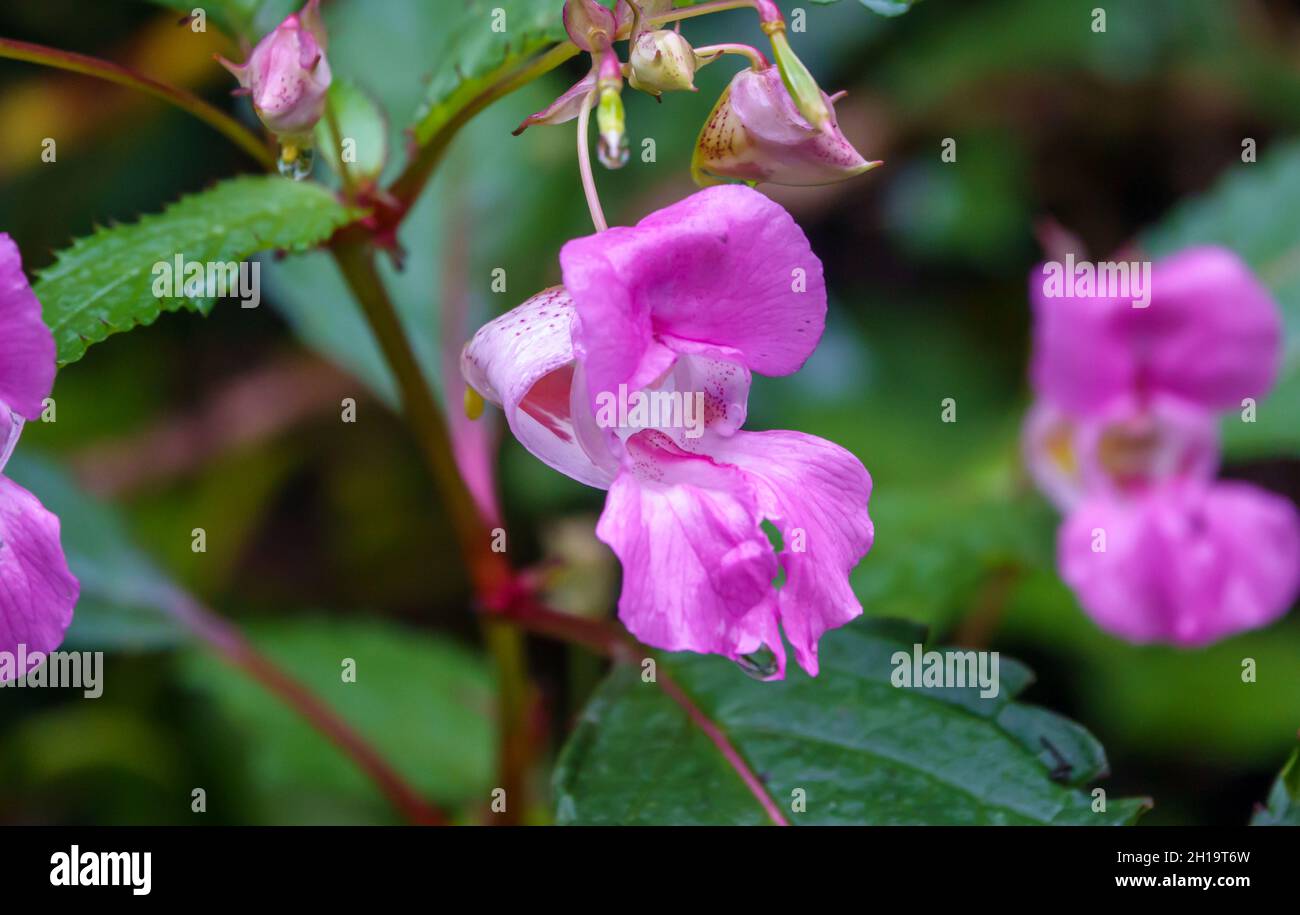 Himalayan balsam flower (Impatiens glandulifera) aka policeman's helmet, bobby tops, copper tops, gnome's hatstand and kiss-me-on-the-mountain Stock Photo