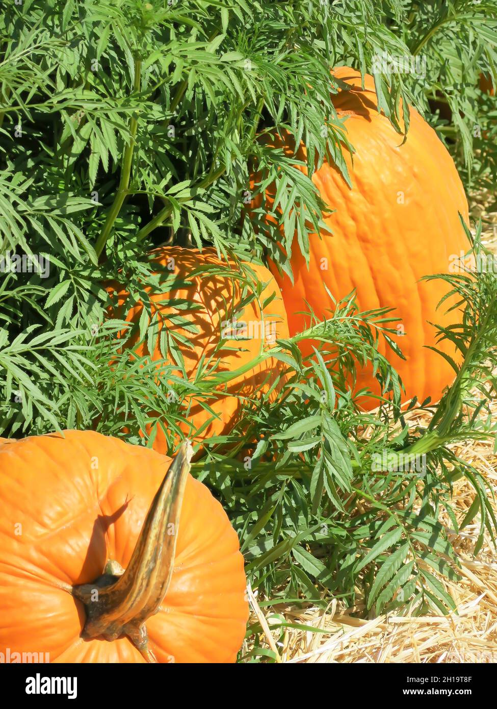 Pumpkins on Display in Pumpkin Patch Stock Photo - Alamy