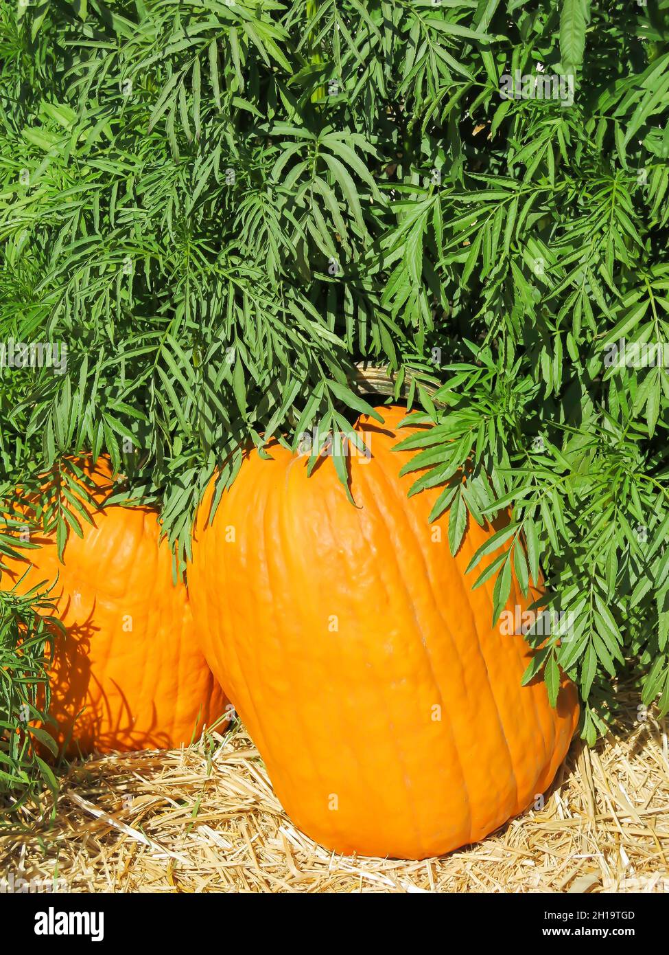 Pumpkins on Display in Pumpkin Patch Stock Photo - Alamy