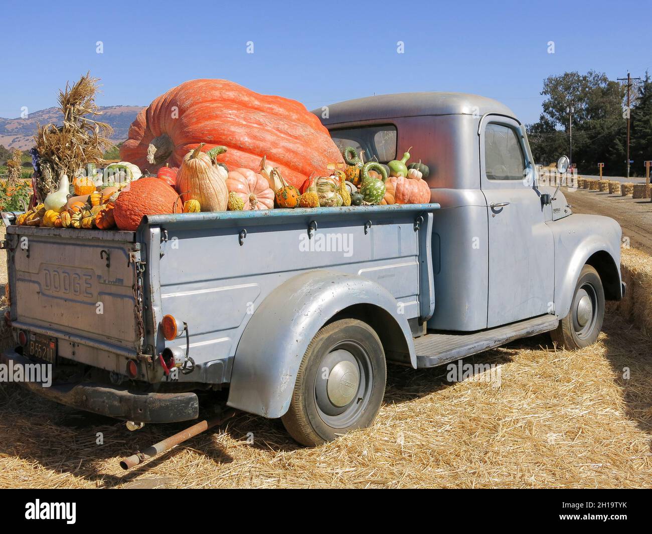 Pumpkins on Display in Truck at Pumpkin Patch Stock Photo