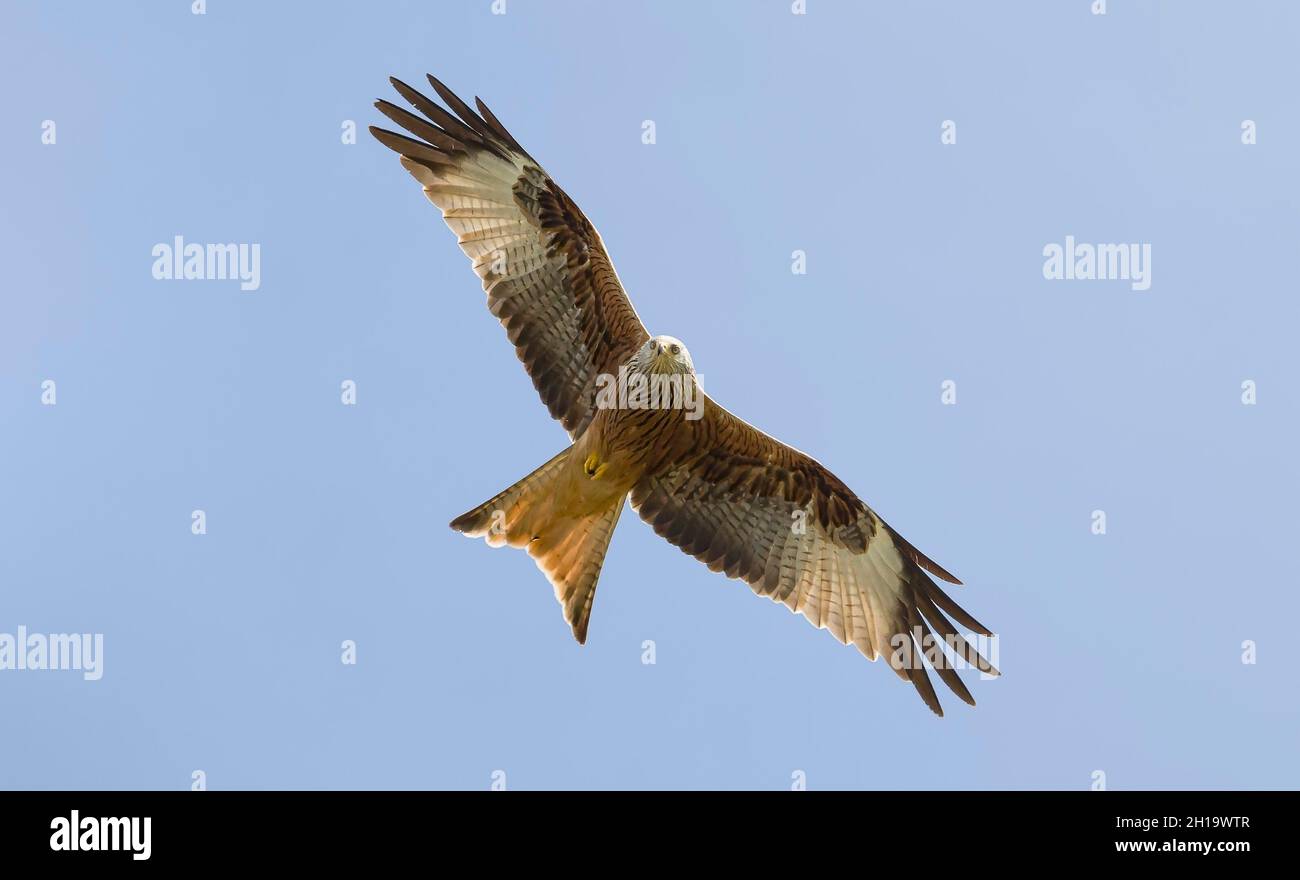 Red kite bird, Milvus milvus, flying in a blue sky over Buckinghamshire, UK Stock Photo
