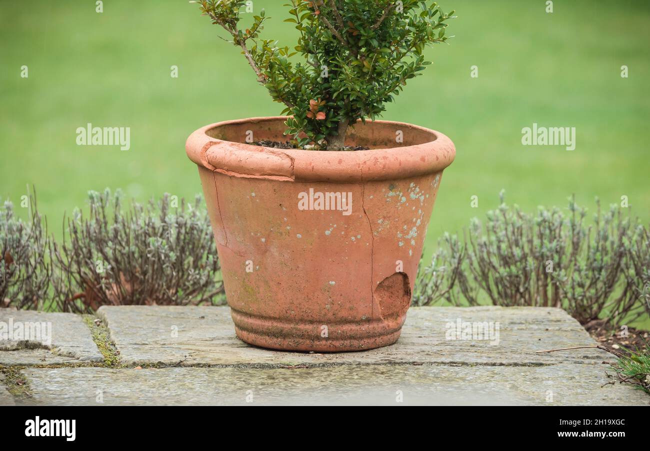 Frost damage to a terracotta pot in winter. Damaged, cracked or broken pots, UK Stock Photo