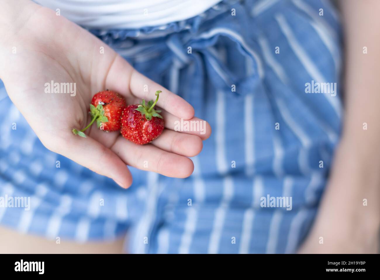 Woman's hand holding home-grown garden strawberries in summer Stock ...