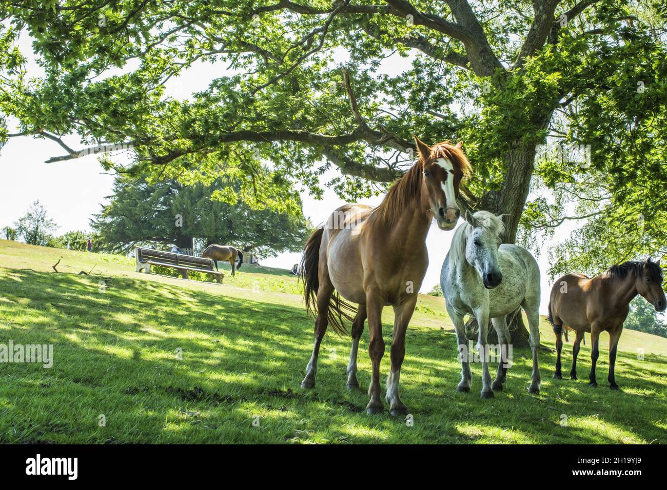 group of horses standing under the tree Stock Photo Alamy