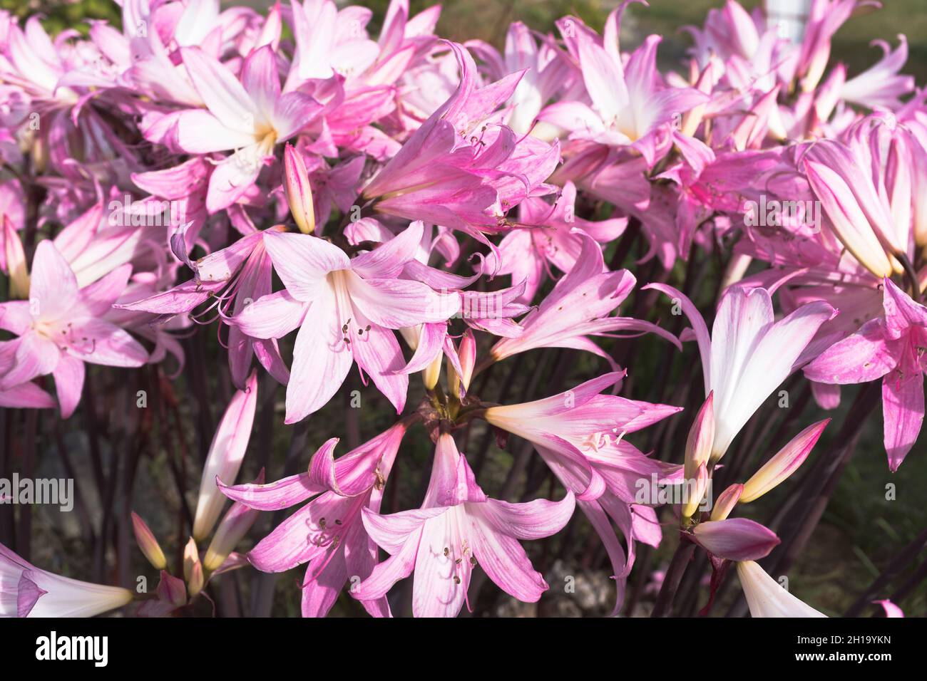 dh Lily FLORA GUERNSEY Pink Nerine bowdenii lilys close up Stock Photo