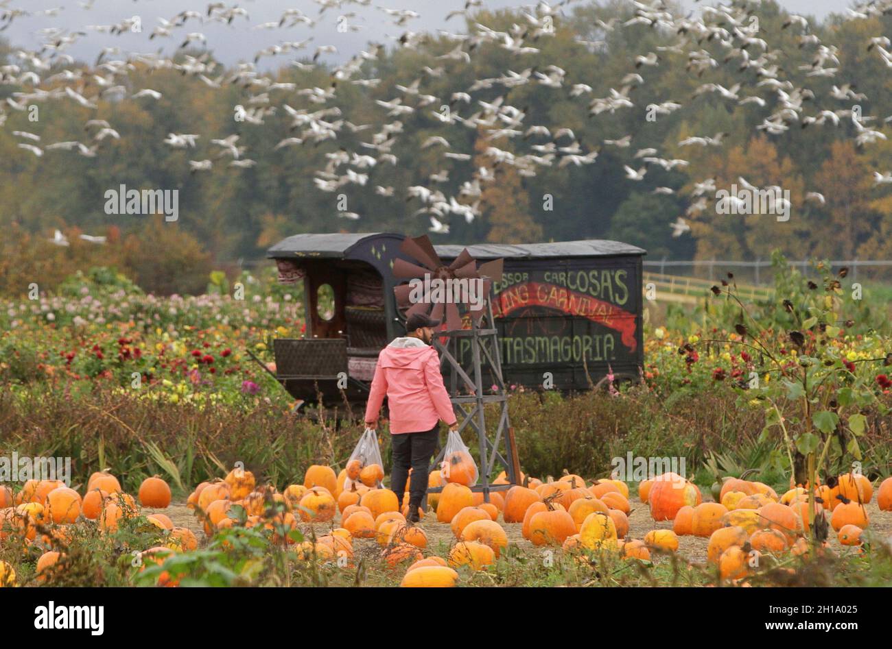 Richmond, Canada. 17th Oct, 2021. A man carries his selected pumpkins