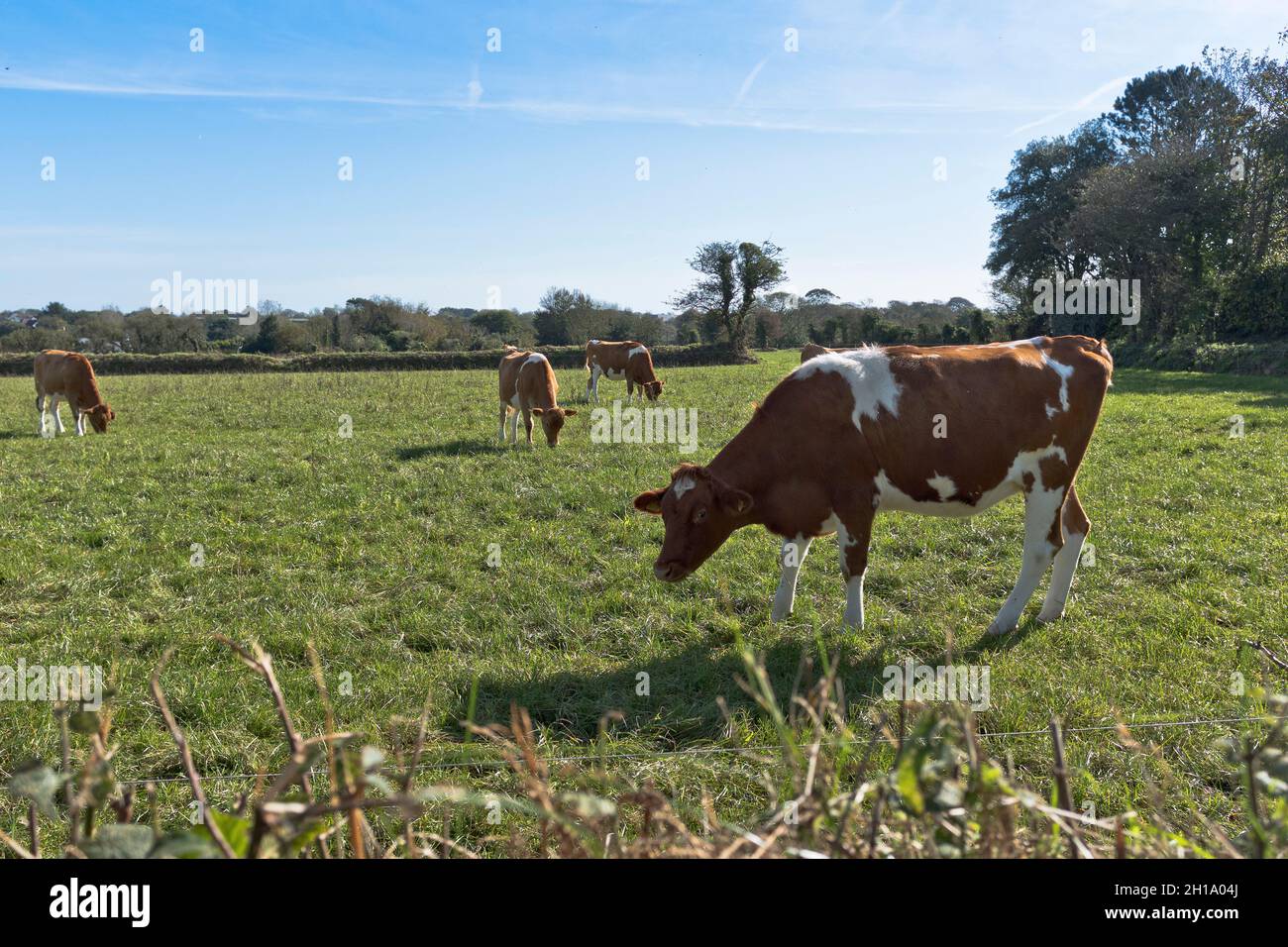 dh Cattle FARMLAND GUERNSEY Cows in countryside farm field agriculture