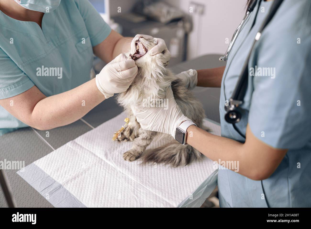 Professional veterinarians examine oral cavity of grey cat in clinic Stock Photo