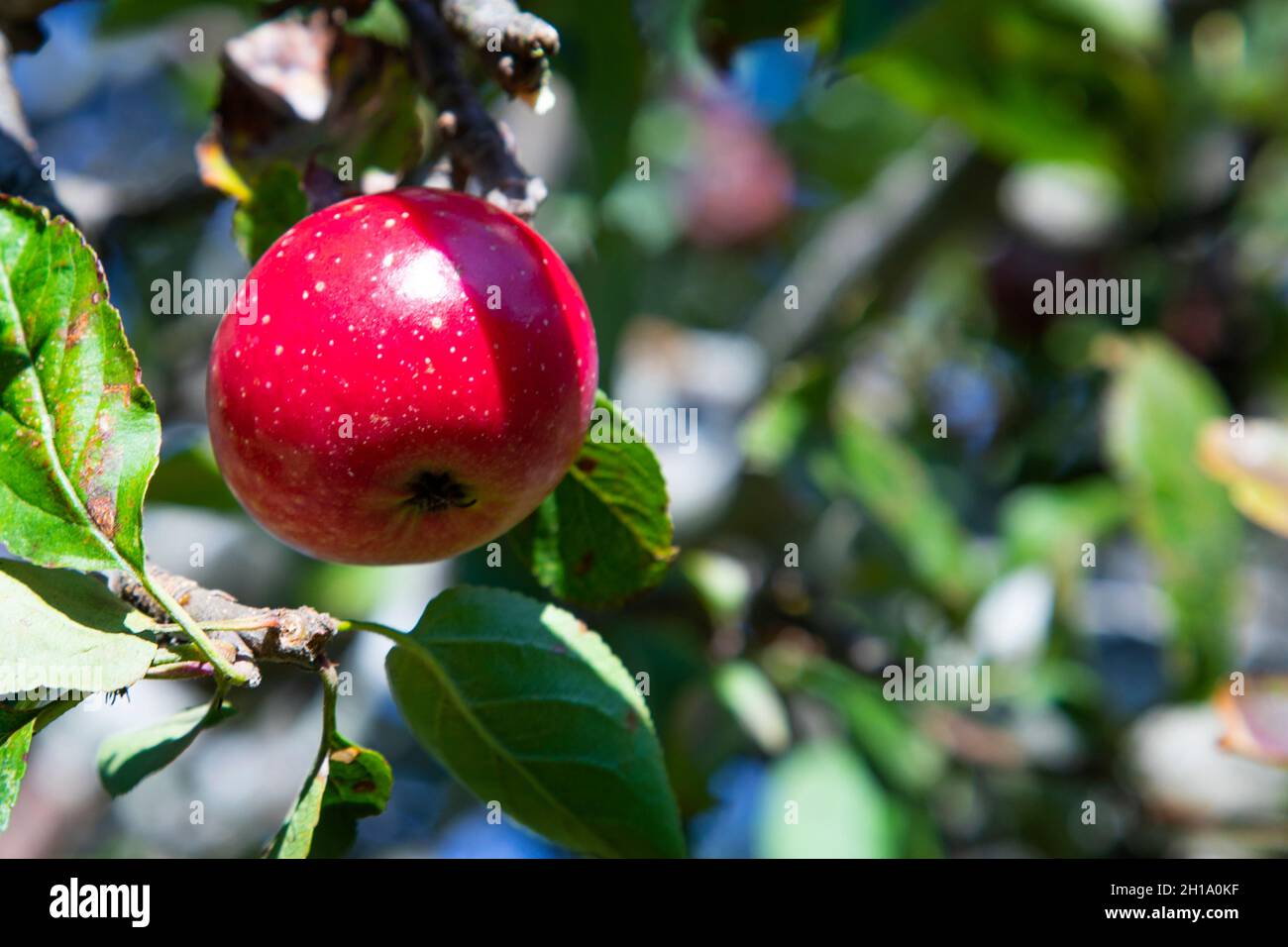 Small red apple on a wild apple tree in the mountains Stock Photo