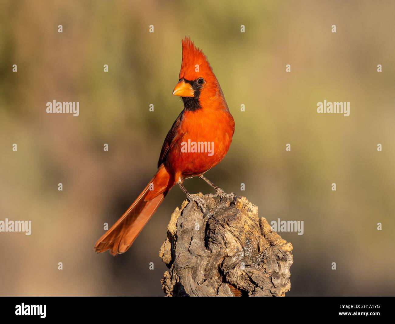 Northern Cardinal, Marana, near Tucson, Arizona. Stock Photo
