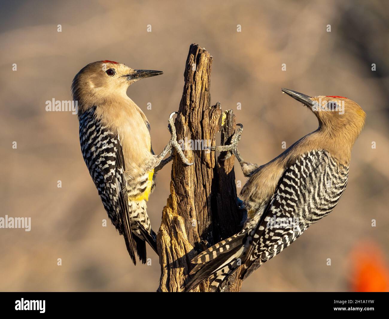 Gila Woodpeckers, Marana, near Tucson, Arizona. Stock Photo