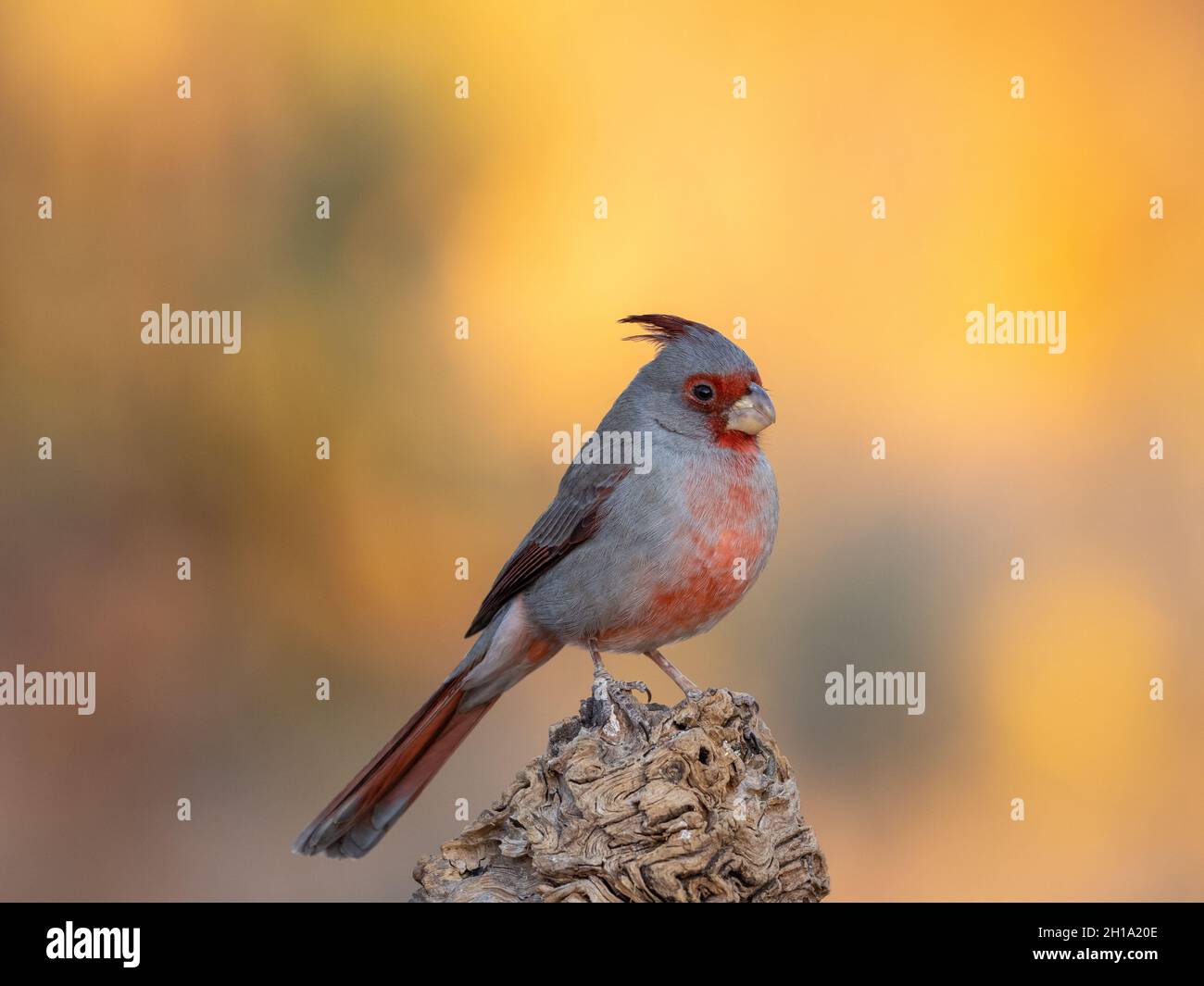 Pyrrhuloxia, Marana, near Tucson, Arizona. Stock Photo