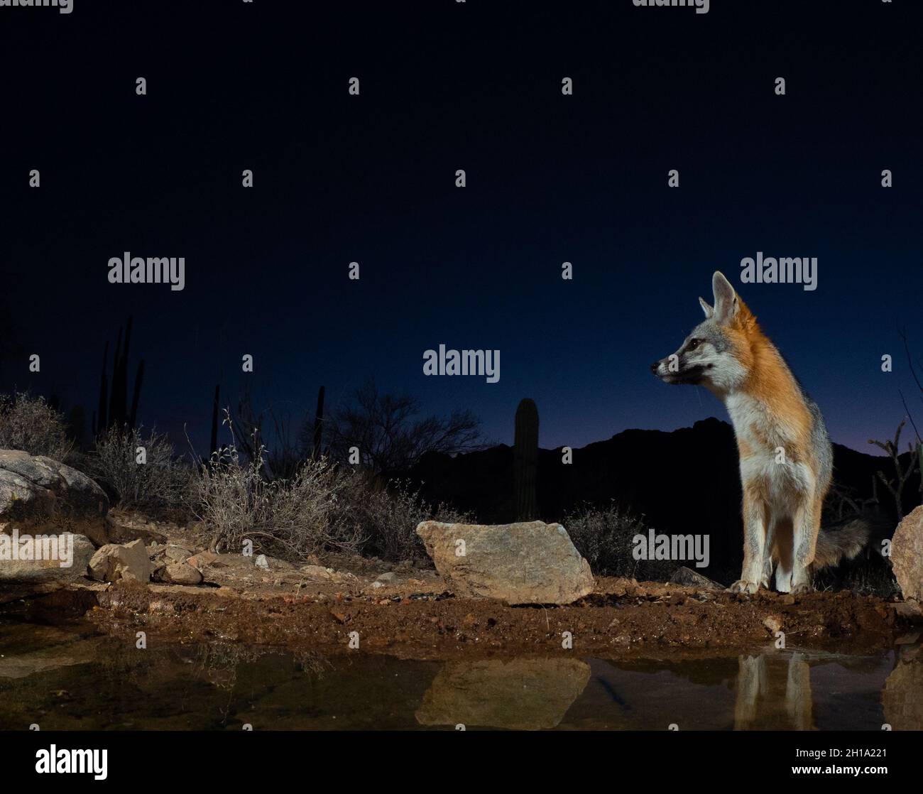 Gray Fox, Marana, near Tucson, Arizona. Stock Photo