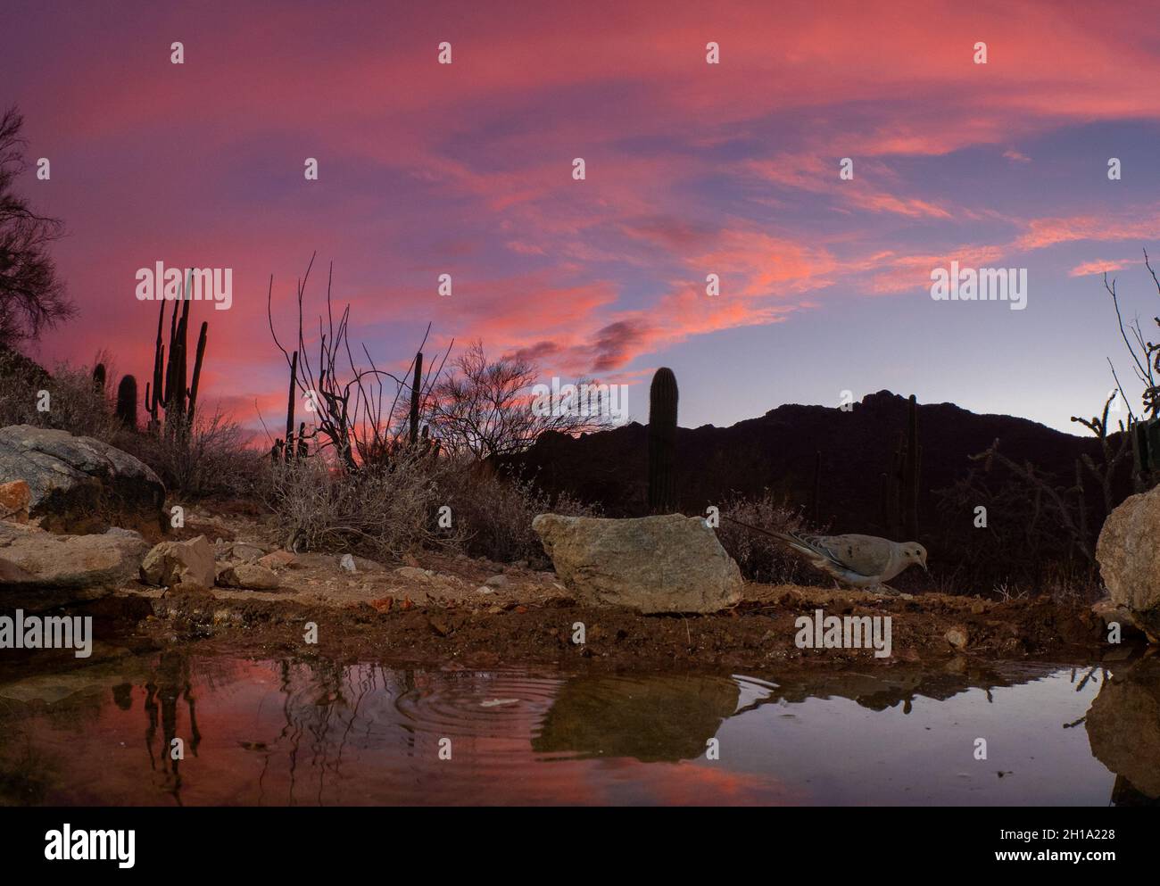 Desert Sunrise, Marana, near Tucson, Arizona. Stock Photo