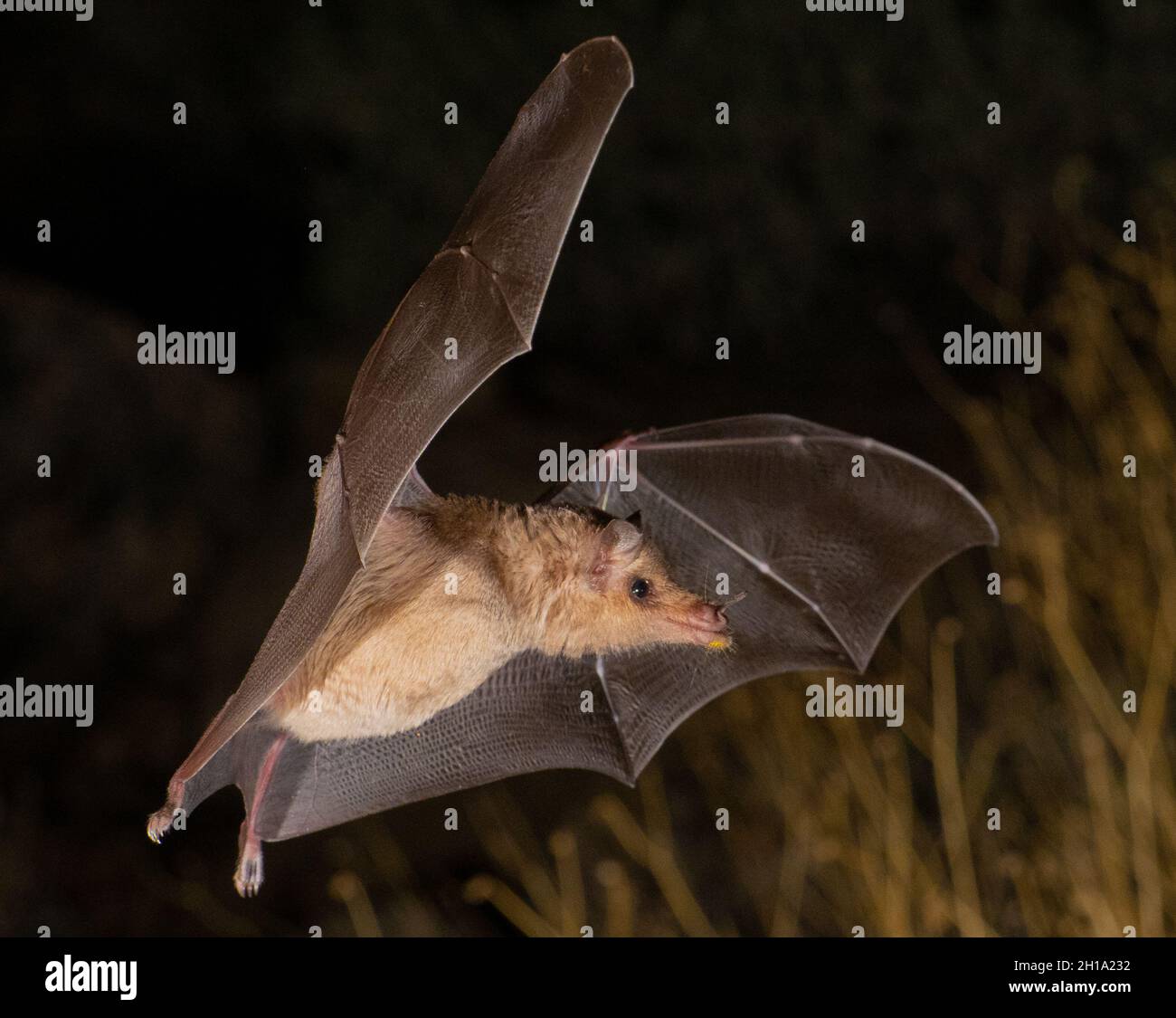 Bat, Marana, near Tucson, Arizona. Stock Photo