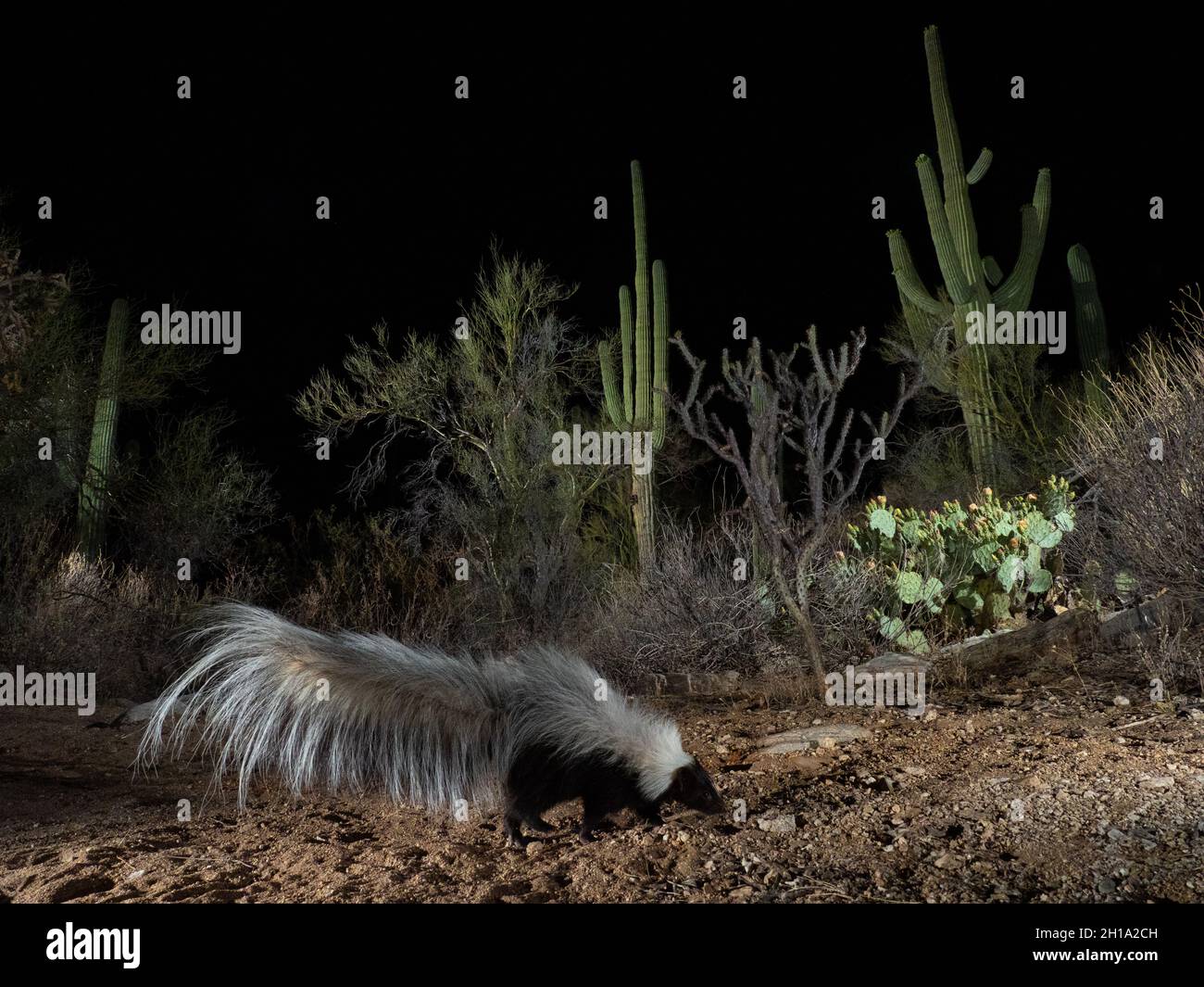 Hooded Skunk, Marana, near Tucson, Arizona. Stock Photo