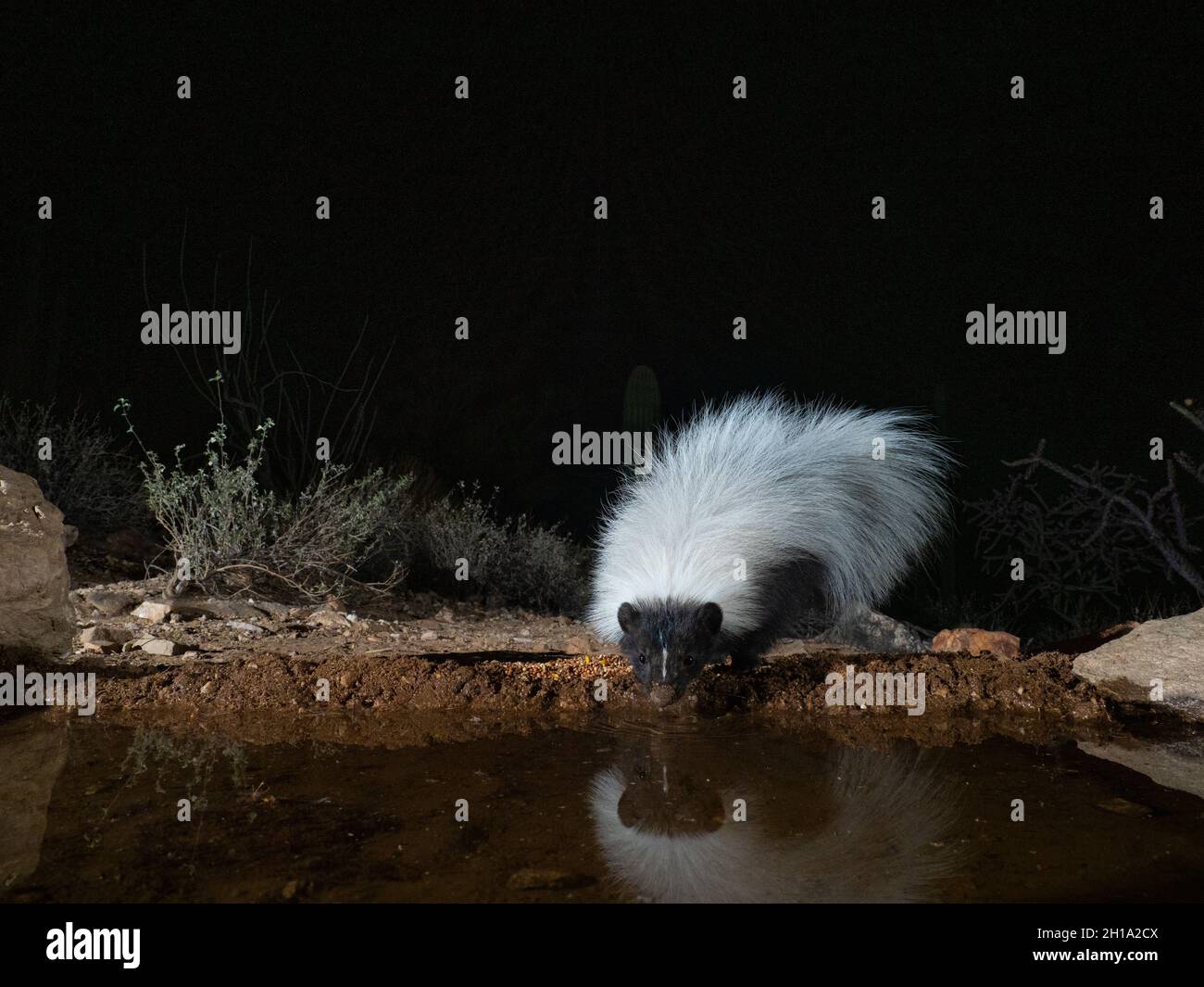 Hooded Skunk, Marana, near Tucson, Arizona. Stock Photo