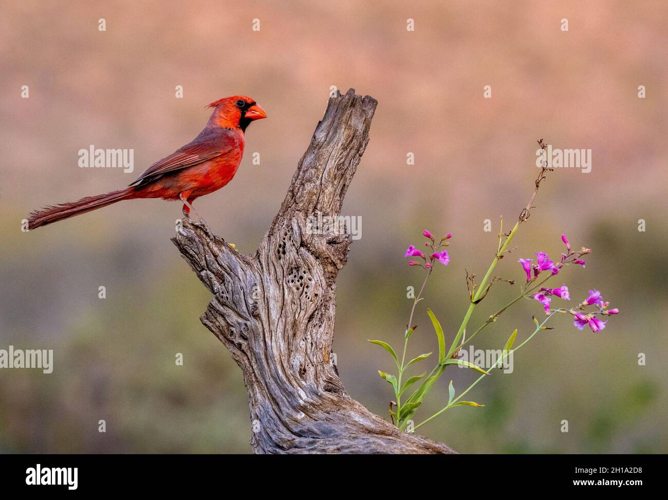 Northern Cardinal, Marana, near Tucson, Arizona. Stock Photo