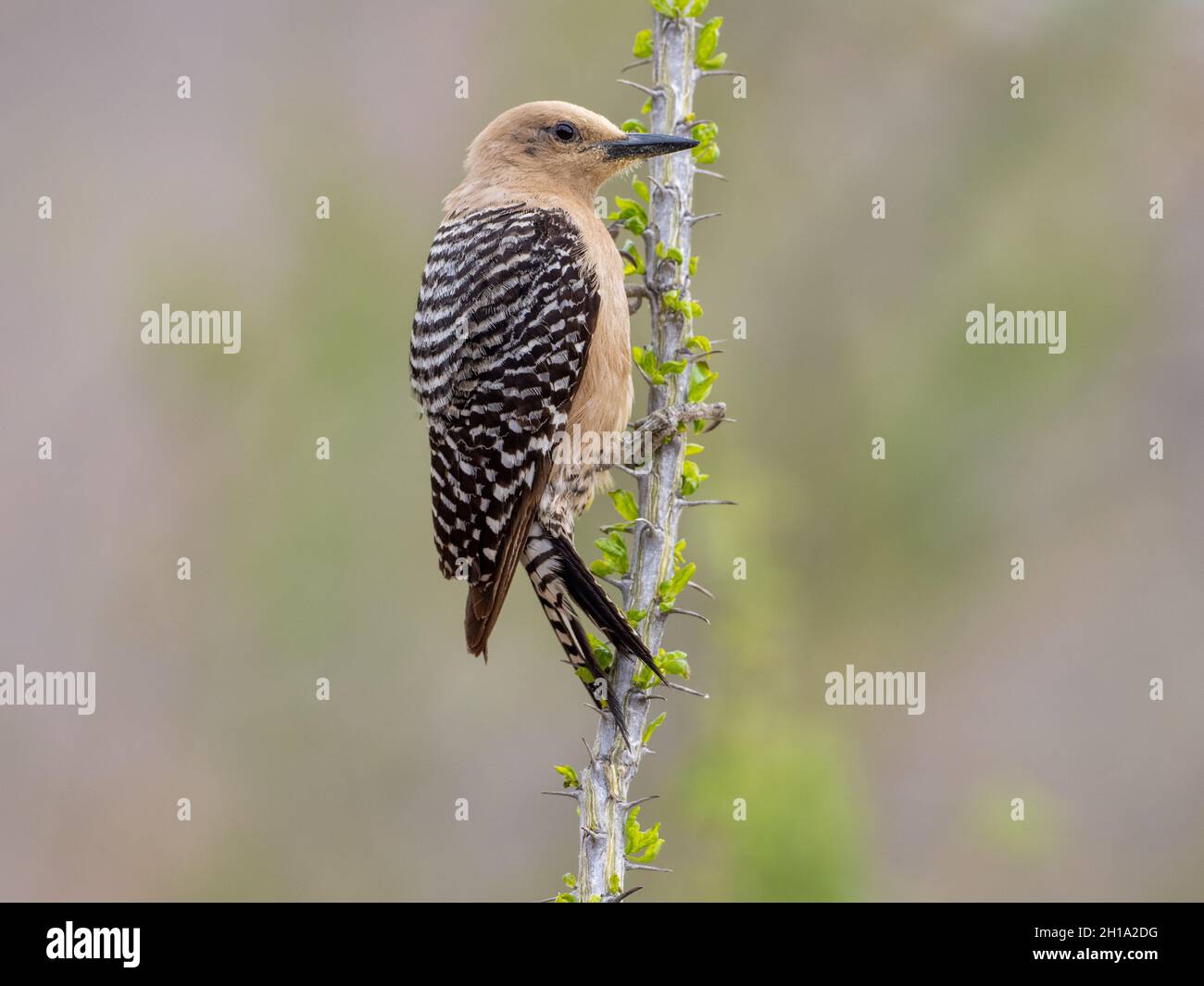 Gila Woodpecker, Marana, near Tucson, Arizona. Stock Photo