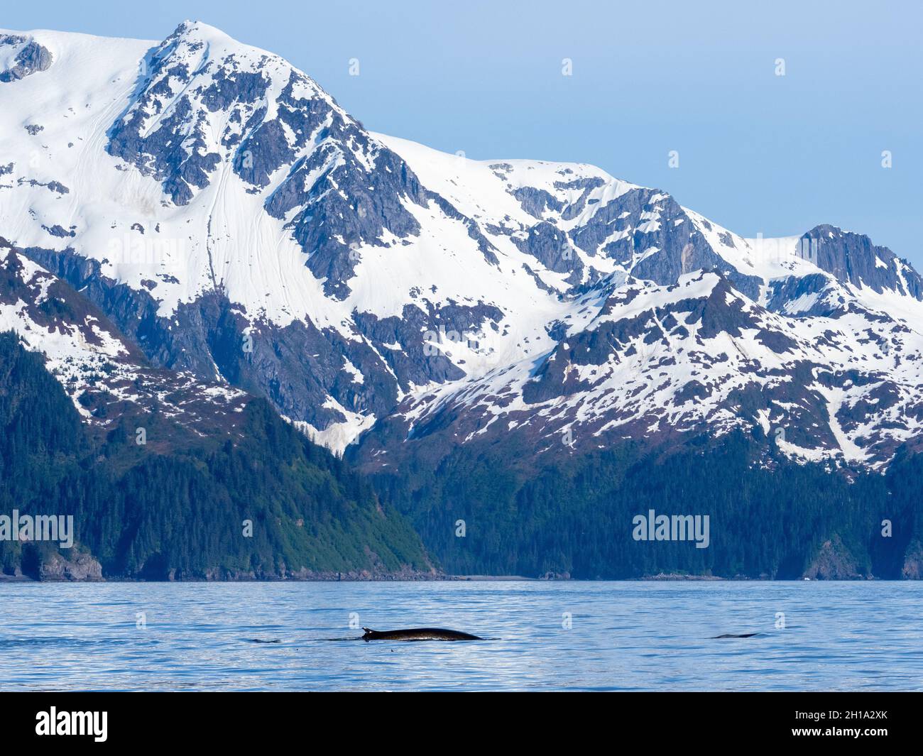 Fin whales, Aialik Bay, Kenai Fjords National Park, near Seward, Alaska. Stock Photo