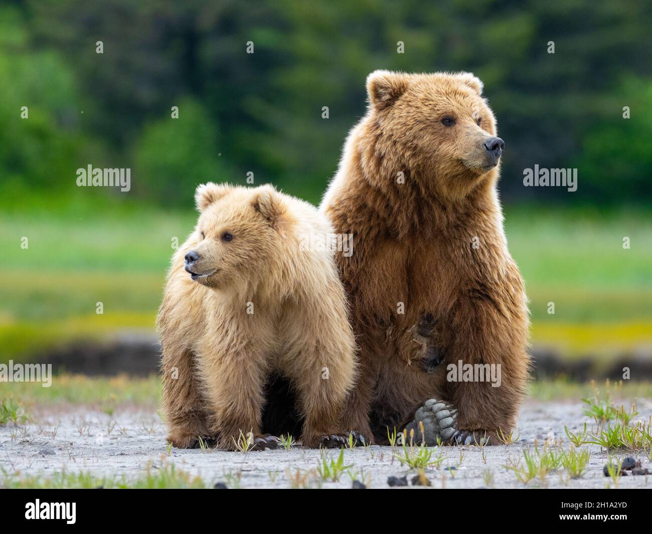 Brown / Grizzly Bear Sow with cub, Lake Clark National Park, Alaska