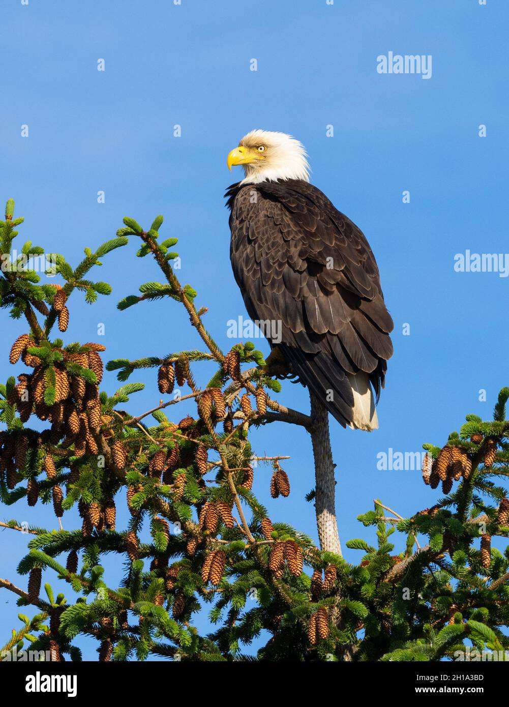 Bald Eagle, Lake Clark National Park, Alaska Stock Photo - Alamy