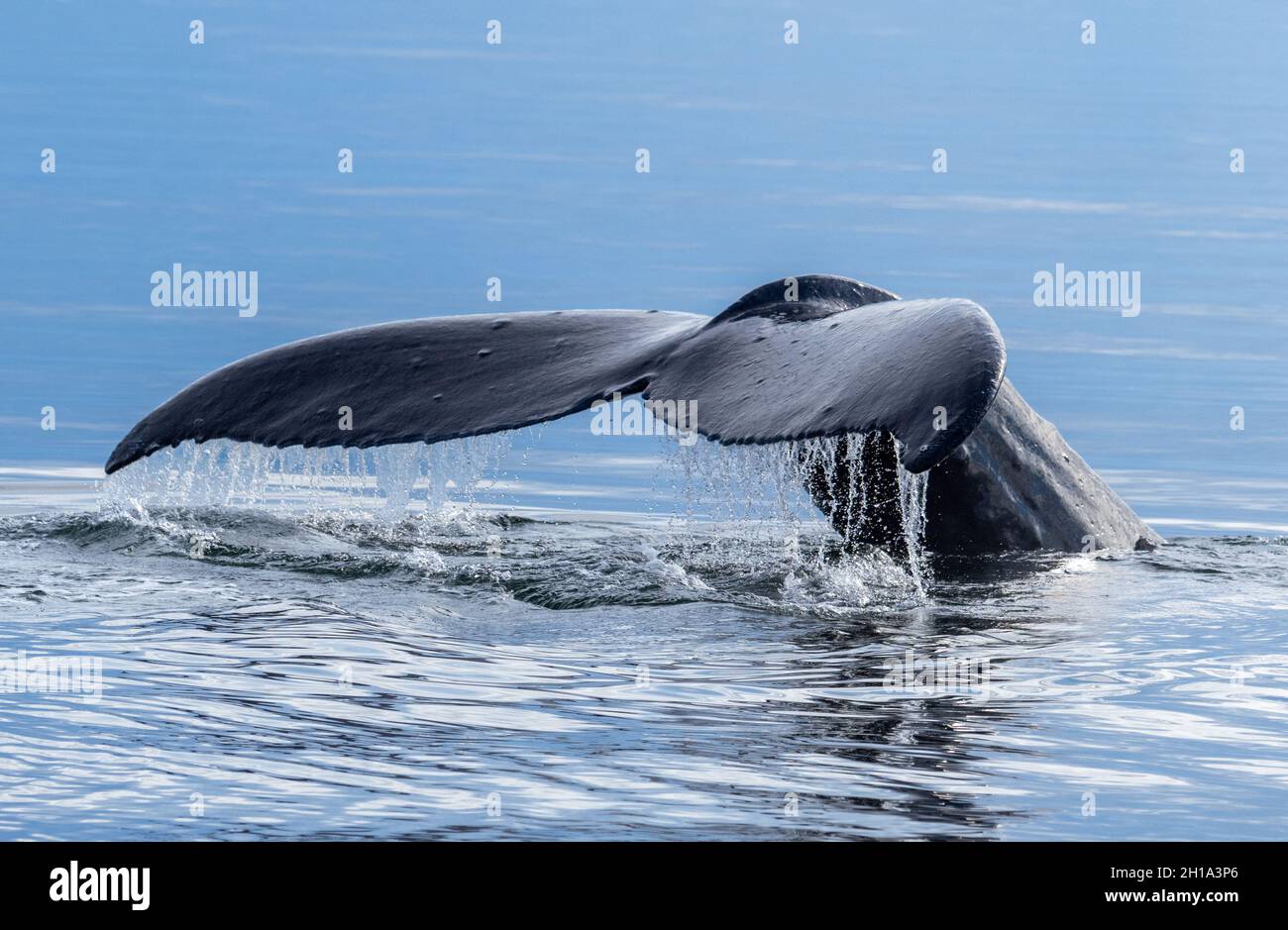 Humpback whale, Tongass National Forest, Alaska. Stock Photo