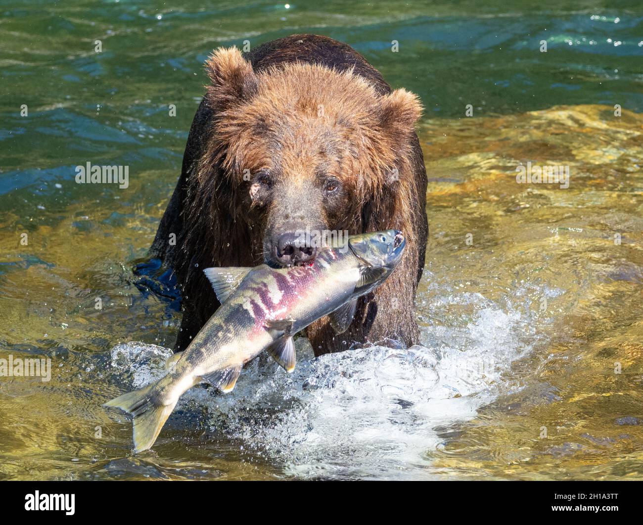 Brown bear, Tongass National Forest, Alaska Stock Photo - Alamy