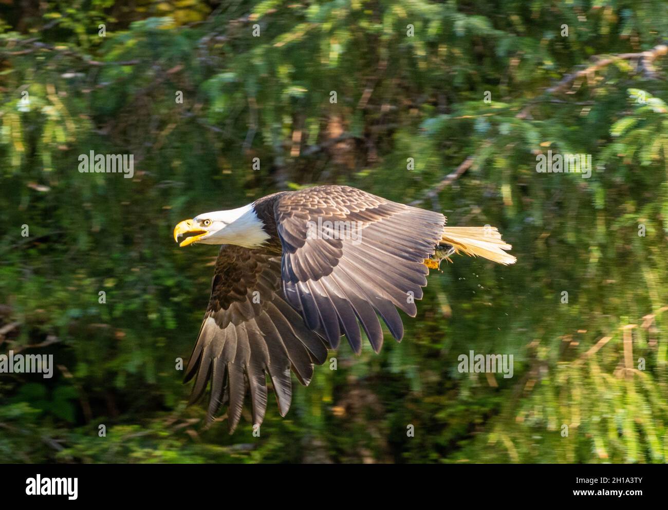 Bald Eagle, Tongass National Forest, Alaska. Stock Photo