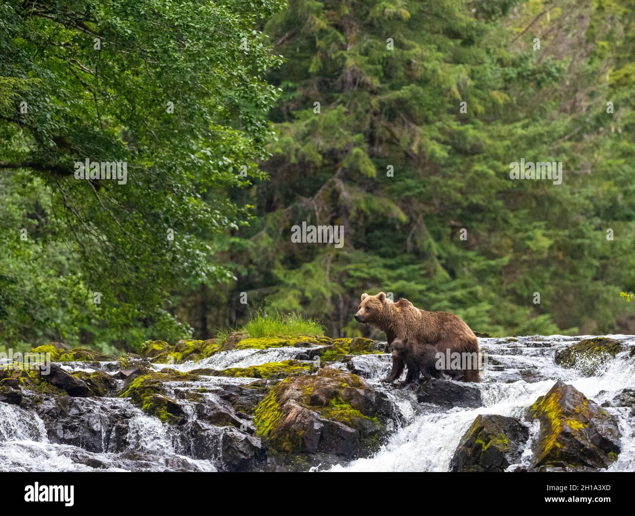 Brown bear, Tongass National Forest, Chichagof Island, Alaska Stock Photo Alamy