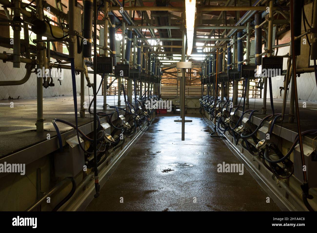Milking farm equipment Stock Photo