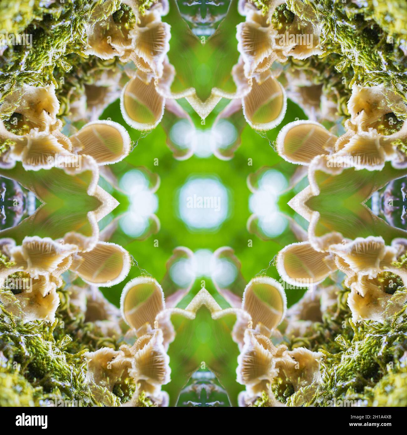 Fractal Patterns in Nature and Art Are Aesthetically Pleasing and
