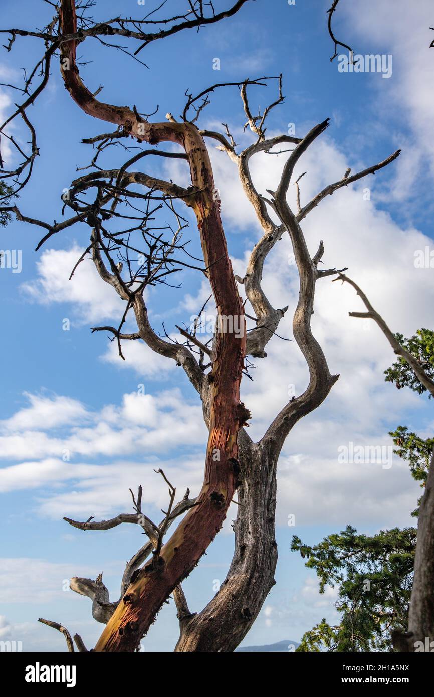 Branch points hi-res stock photography and images - Alamy